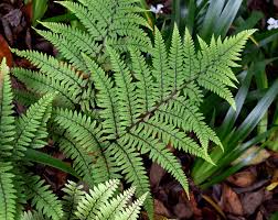 Image result for Athyrium