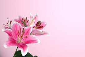 Flowers That Represent Death Flower Meaning