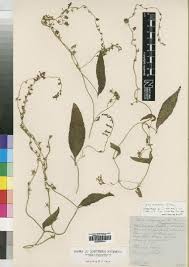 Image result for Cyphia mazoensis