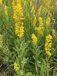 Image result for Solidago