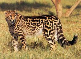 Beautiful King Cheetah Cheetah Pictures Cheetah Wallpaper Animals Wild