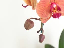 Source high quality products in hundreds of categories wholesale direct from china. How To Shop For Orchids