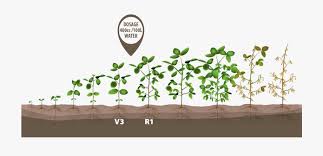 plant soybeans crop bean growth green growing clipart