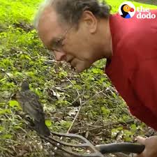 Guy helps wild bird dig for worms — then hand-feeds her lunch 💞