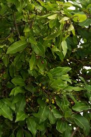 Image result for Apodytes dimidiata