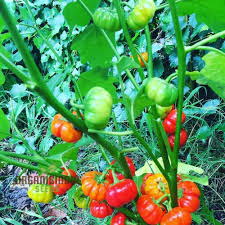 Image result for Solanum zanzibarense