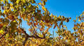 Valencian Farmers Face Bad Pricing Amid Good Harvest