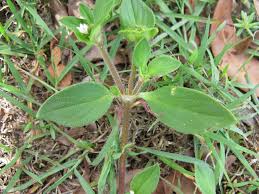 Image result for Richardia brasiliensis