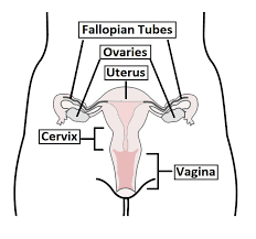 Find more on the female reproductive organs, the menstrual cycle, and more. The Cervix Structure Function Vascular Supply Teachmeanatomy