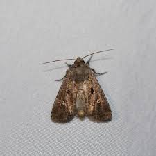 Image result for Bridelia ripicola