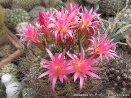 Image result for Neobolusia