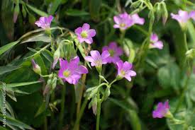 Image result for Oxalis latifolia