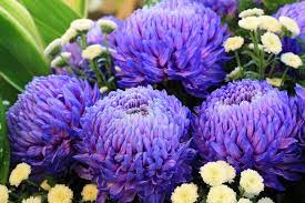 20 Houseplants That Can Clear Toxins From Your Home Chrysanthemum Flower Chrysanthemum Seeds Garden Plant Pots