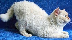 Resultado de imagem para gato laperm