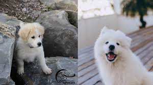 Samoyed & alaskan malamute mix image source. Samoyed Great Pyrenees Mix A Complete Guide With Pictures