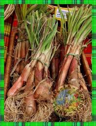 Cive Oignon Pays La Boutique Antillaise Cuisine Antillaise Oignon Accras