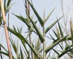 Image result for Phragmites mauritianus
