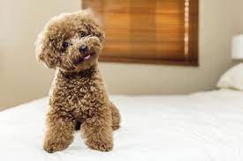 Get a boxer, husky, german shepherd, pug, and more on kijiji, canada's #1 local red poodle in dogs & puppies for rehoming in ontario. Toy Poodles Puppies For Sale In Scotland Glasgow Edinburgh Petsyoulove