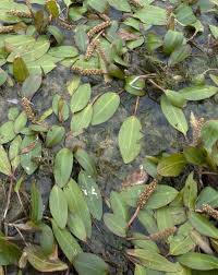 Image result for Potamogeton