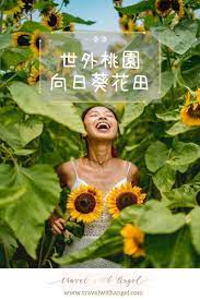 信芯園元朗向日葵花海san tin farm hong kong sunflower field sunflower fields types of sunflowers hong kong