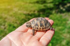 Explore The Difference Between Turtle And Tortoise