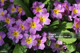 Image result for Primulaceae