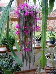 9 Best Trailing Succulents And Cacti Cactus House Plants Flowering Succulents Planting Succulents