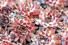 This plant is patented and can not be propagated for sale or trading. Showy Succulents For Snowy Climates Debra S Wsj Article