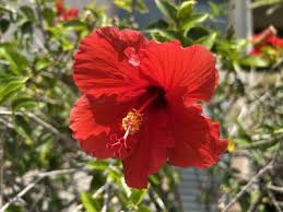 Image result for Hibiscus meyeri