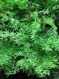 Image result for Osmunda regalis