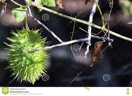 Prickly ash is a distant relative of the orange and other citrus fruits. Green Spiky Ball Tree Novocom Top