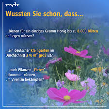 Die „mediathek des mitteldeutschen rundfunks enthält ein archiv von nachrichten, serien sowie beiträgen zu sport, kultur, geschichte. Faszination Garten Mdr Garten Garten Kleiner Garten