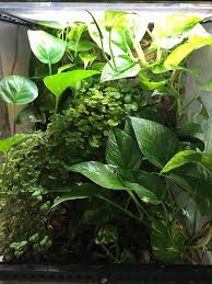 45 x 45 x 60 cm / 18 x 18 x 24 (wxdxh). How Many Gallons Is My Enclosure How Do I Figure Out How Much Substra The Bio Dude