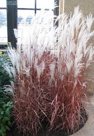 Learn more about tall ornamental grasses that create a privacy fence for your backyards or if you need privacy in your yard, but don't want install a fence. 13 Best Ornamental Grasses