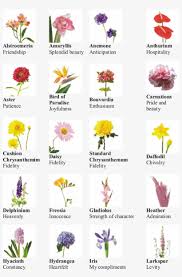Pink and white pom poms. Types Of Flowers 10 Flowers With Name Free Transparent Png Download Pngkey