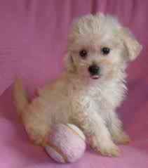 Kennel hounds, dogs and all kinds of cats Sherry S Posh Pets Specializing In Breeding Designer Pups And Poodles Maltipoos Maltipoo Puppy Maltipoo Puppies For Sale Puppies