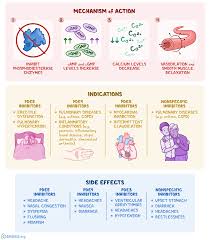 Say, have you ever made a cup out of clay? Phosphodiesterase Inhibitors What Are They How Do They Work What Are They Used For And More Osmosis