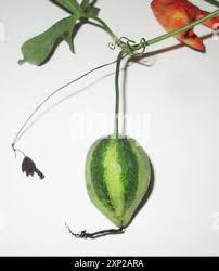 Image result for Trochomeria macrocarpa