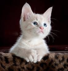 10 صور لقطط كيوت جميلة وجديدة عالم القطط