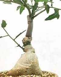 Image result for Adenia repanda