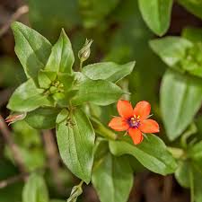 Image result for Lysimachia arvensis