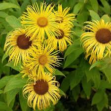 Image result for Inula