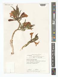 Image result for Adenium oleifolium