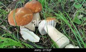 Image result for Boletus variipes