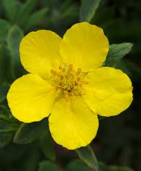 Image result for Cincinnobotrys