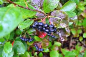 Aronia Marmelade Kochen Aronia Rezepte Rezept Marmelade Kochen Aronia Aronia Marmelade