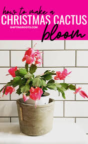 If you already have a collection of christmas cactus in your garden or in your home for a couple of years now, you might want to repot them to make their blooms even livelier. Why Won T My Christmas Cactus Bloom And What To Do About It Shifting Roots Christmas Cactus Care Christmas Cactus Holiday Cactus