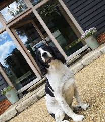 Discover the best designs for 2021! Making Your Nicholas Bridger Kitchen Pet Friendly Nicholas Bridger