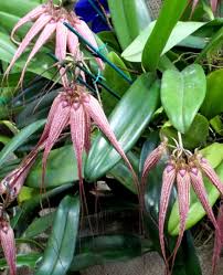 Image result for Bulbophyllum cochleatum