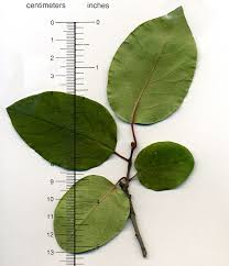 Image result for Cydonia